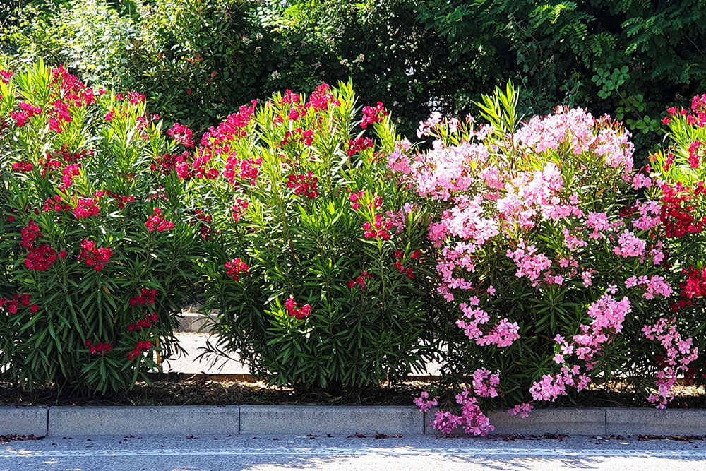 Nerium oleander