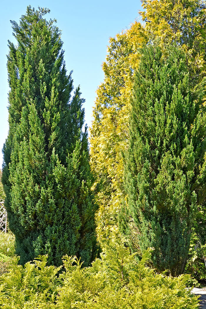 Juniperus virginiana