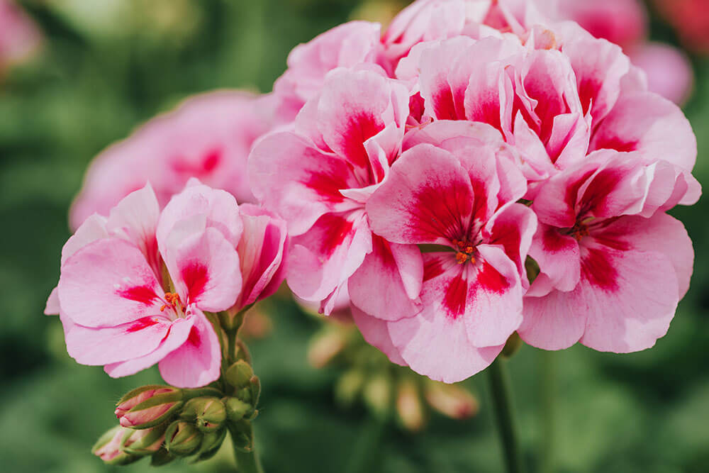 Pelargonium