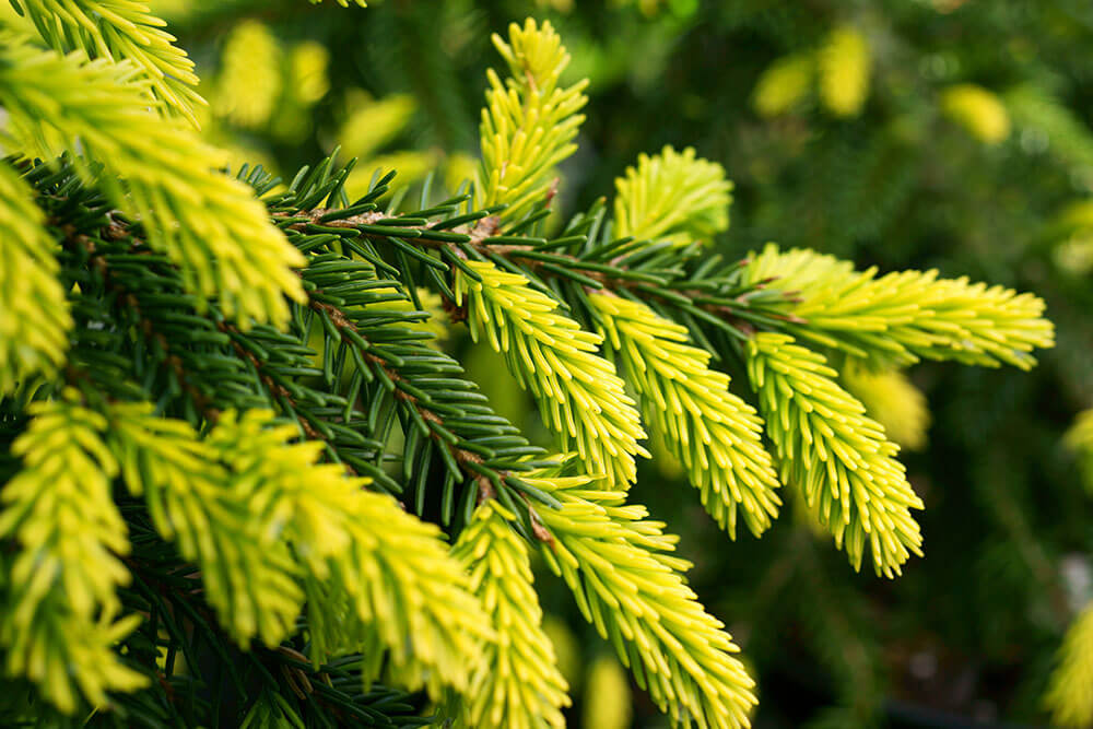 Picea orientalis ‘Aureospicata’