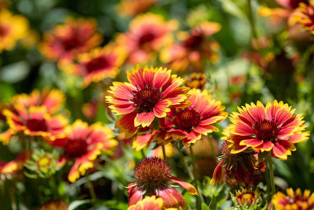 Gaillardia