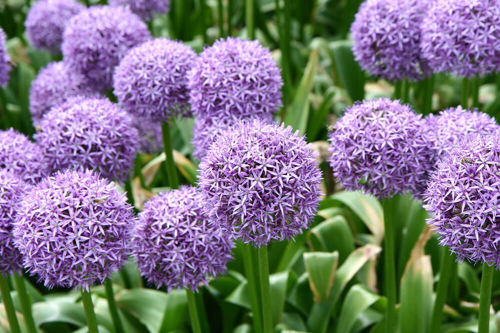 Allium