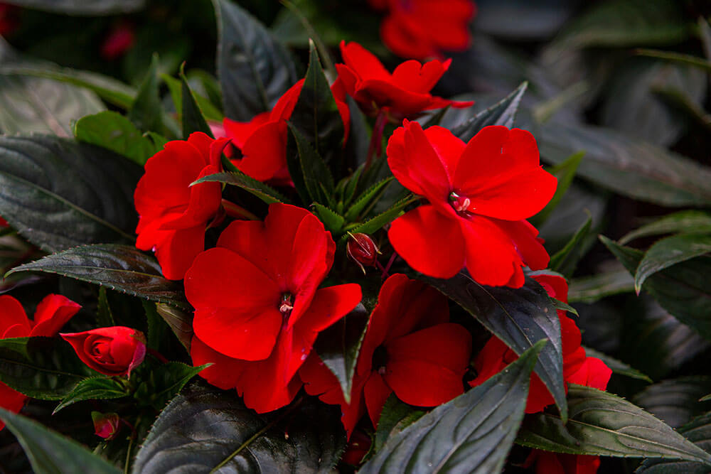 Impatiens walleriana