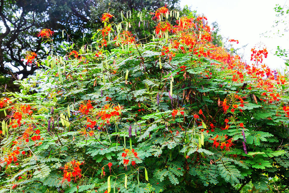 Caesalpinia pulcherrima