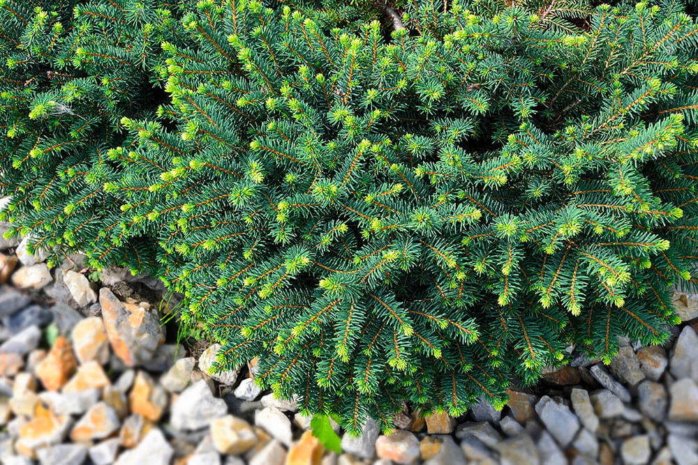 Picea omorika ‘Karel’