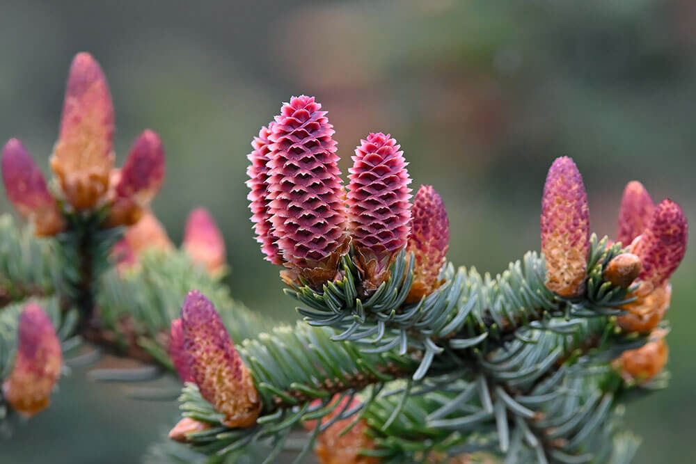 Picea sitchensis