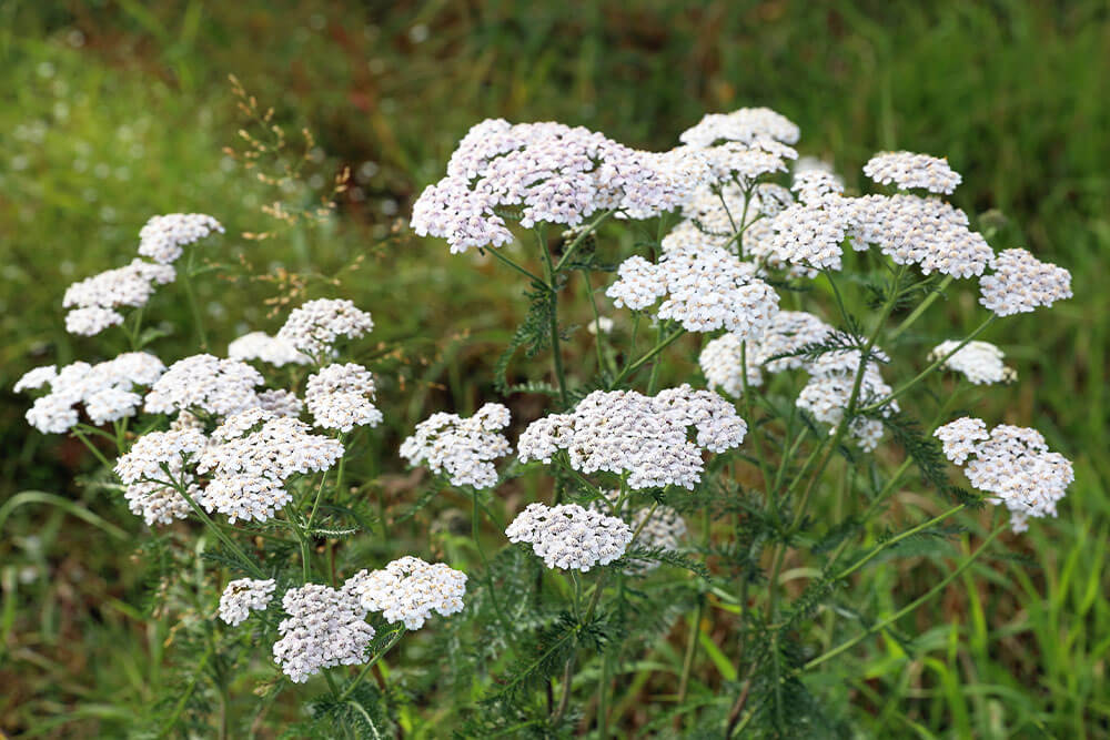 Achillea spp.