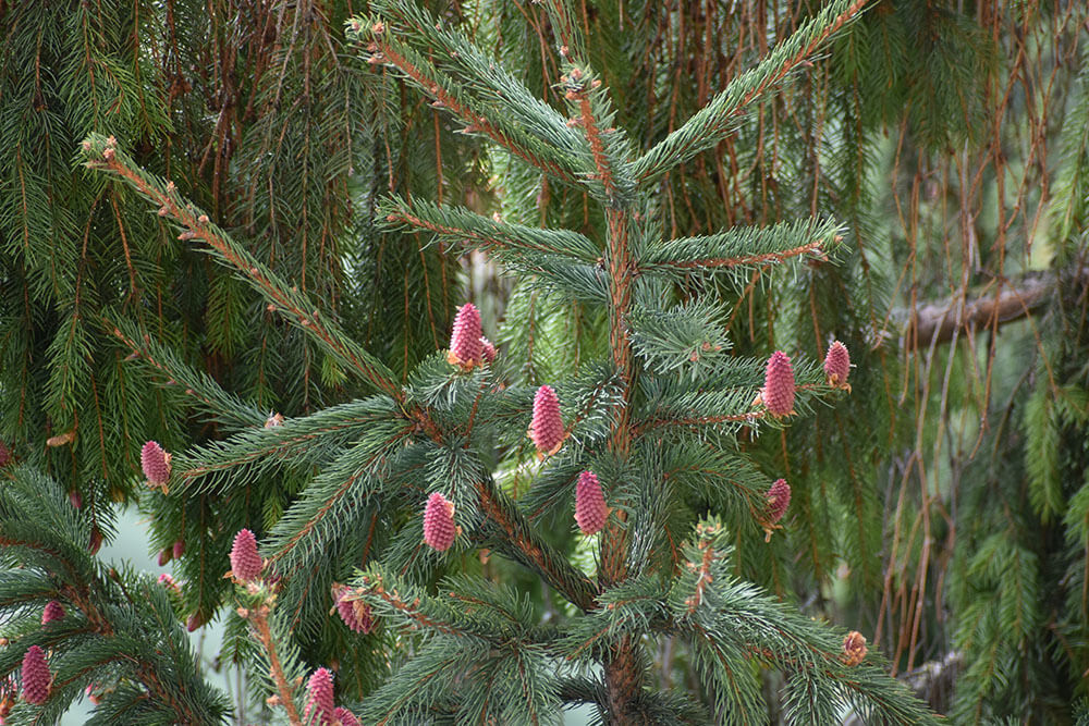 Picea chihuahuana