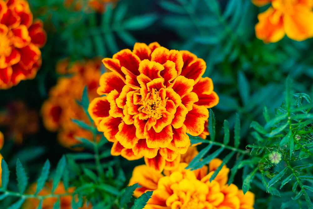 Tagetes