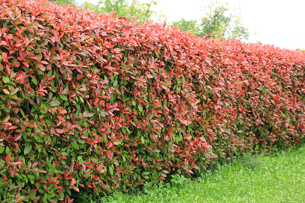 Photinia x fraseri