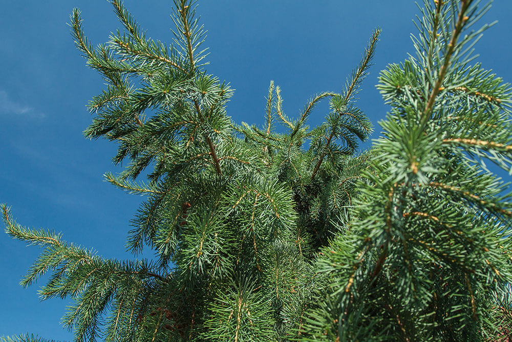 Picea breweriana