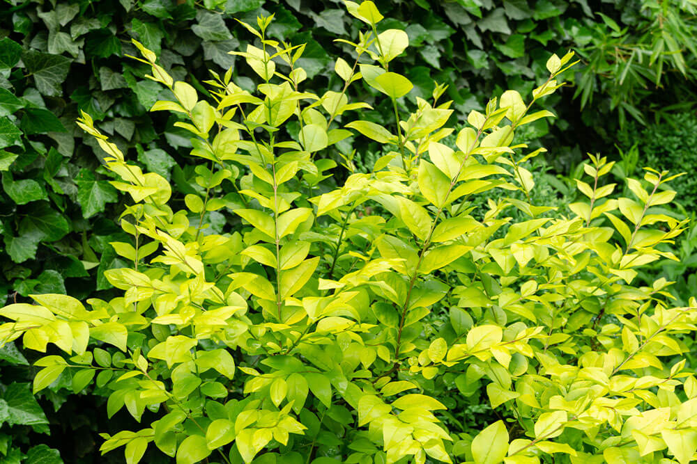 Ligustrum ‘Vicaryi’