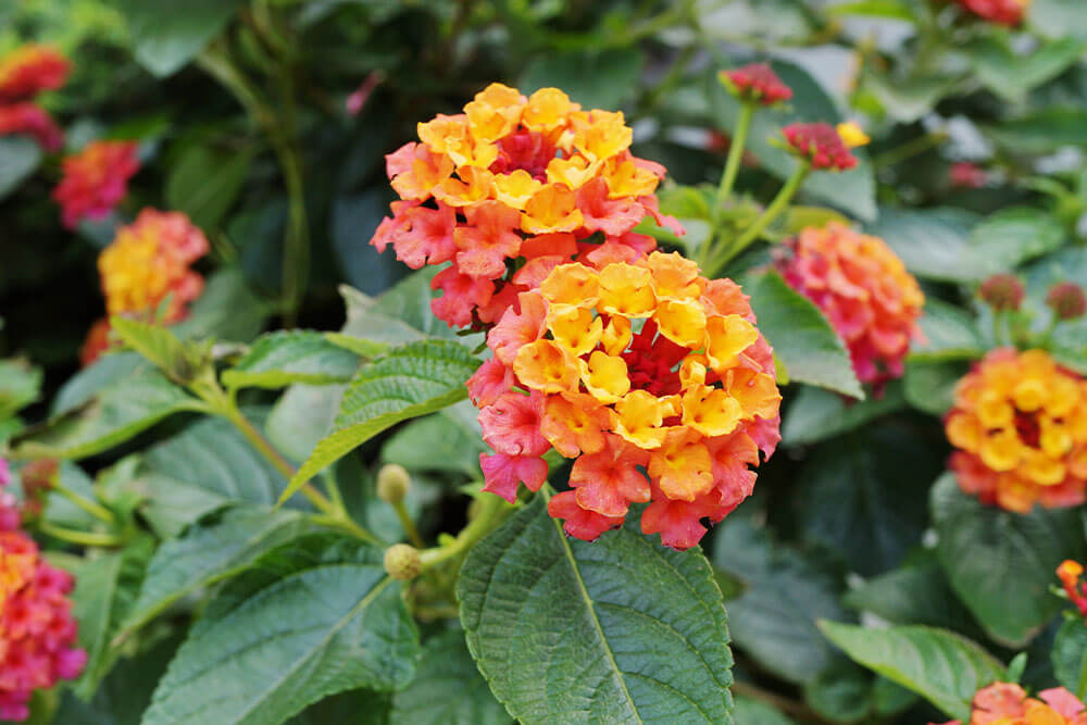 Lantana spp.