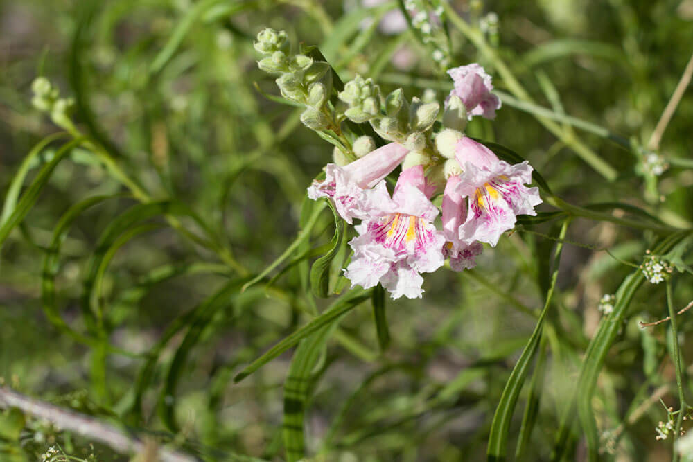 Chilopsis linearis