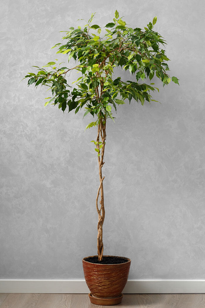 Ficus benjamina