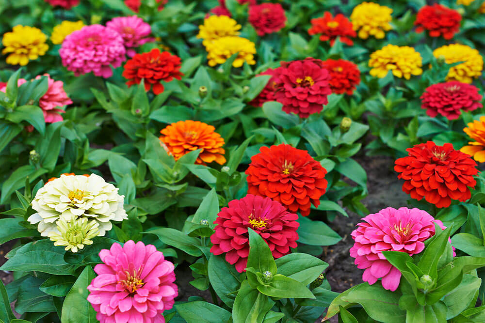 Zinnia elegans