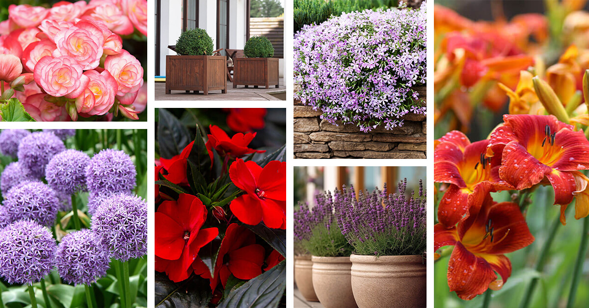 Featured image for 15 Eye-Catching Front Door Plants that Boost Curb Appeal