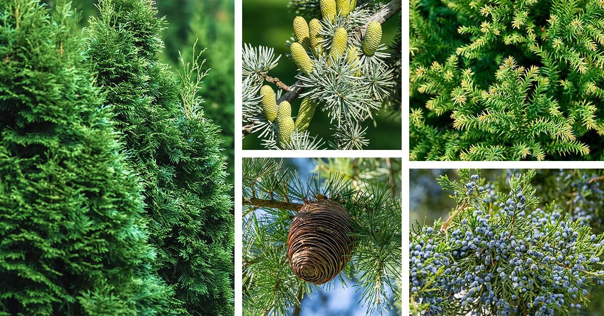 Featured image for “13 Lush Types of Cedar Trees that are Great for Privacy”