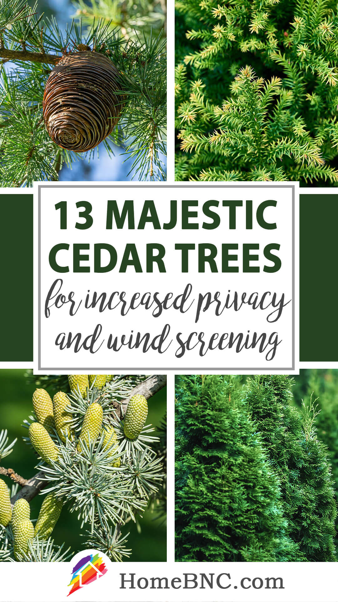 Types of Cedar Trees