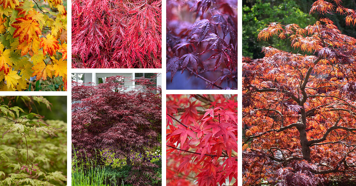 Featured image for 18 Types of Japanese Maples with Different Shapes and Colors