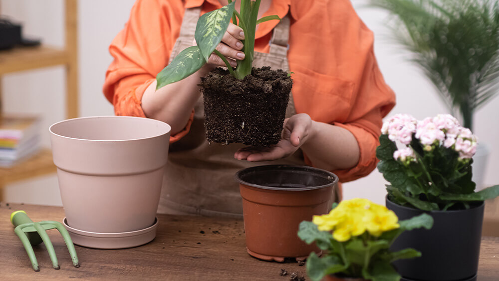 Dieffenbachia care