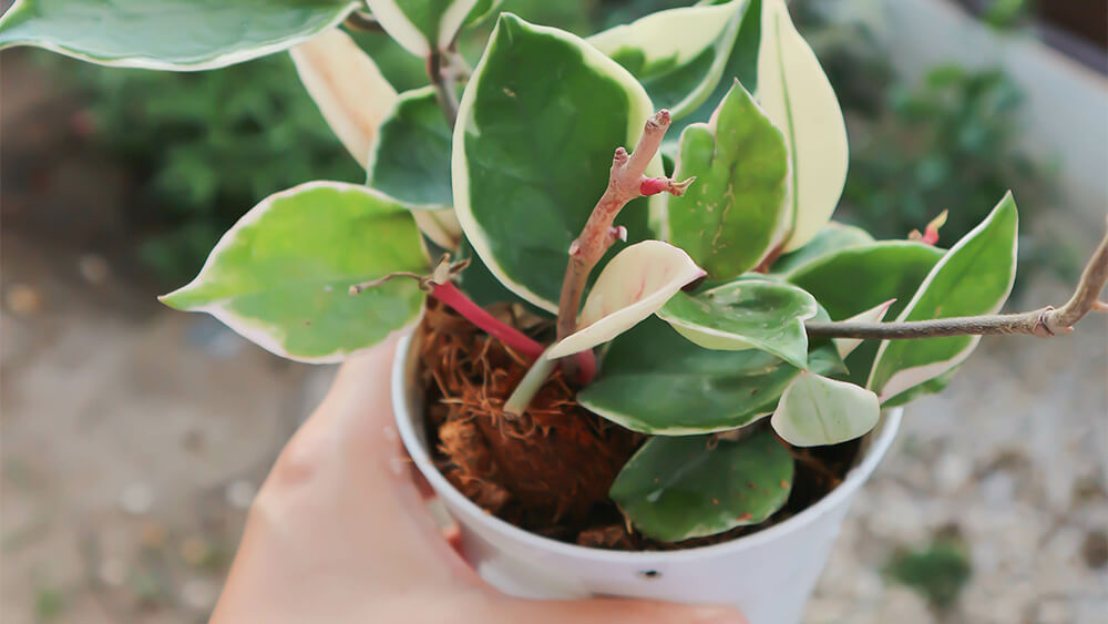 Outdoor Hoya Potting and Repotting