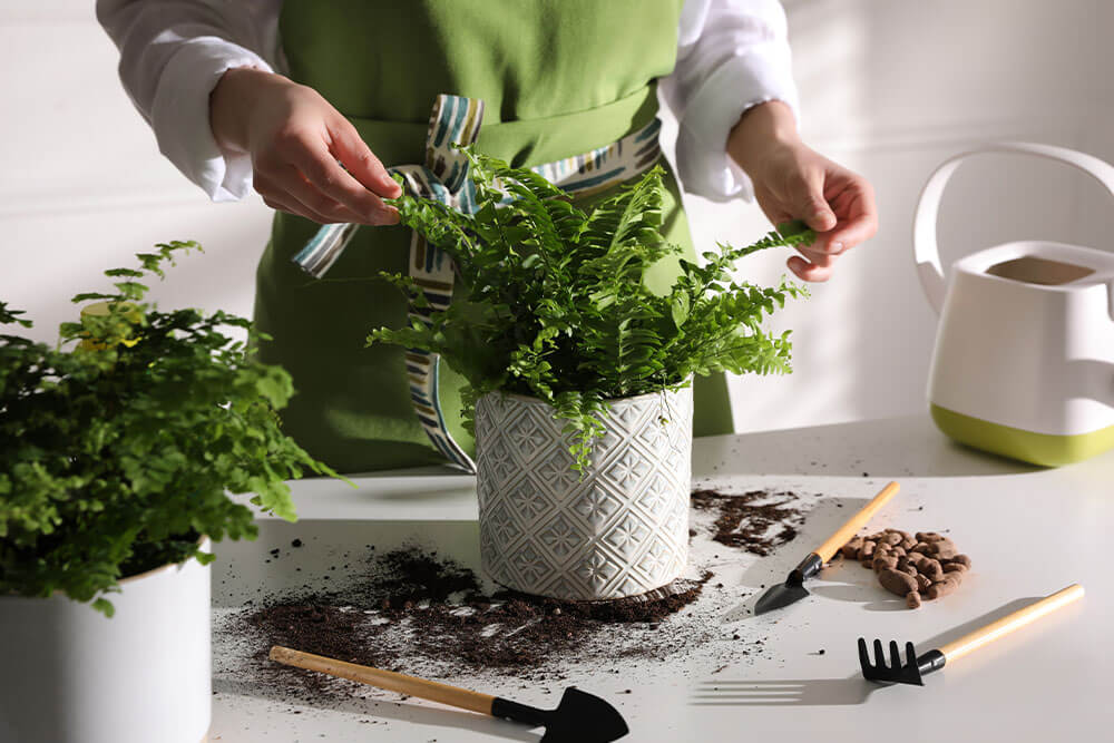 Planting, Potting, and Repotting of Boston Ferns