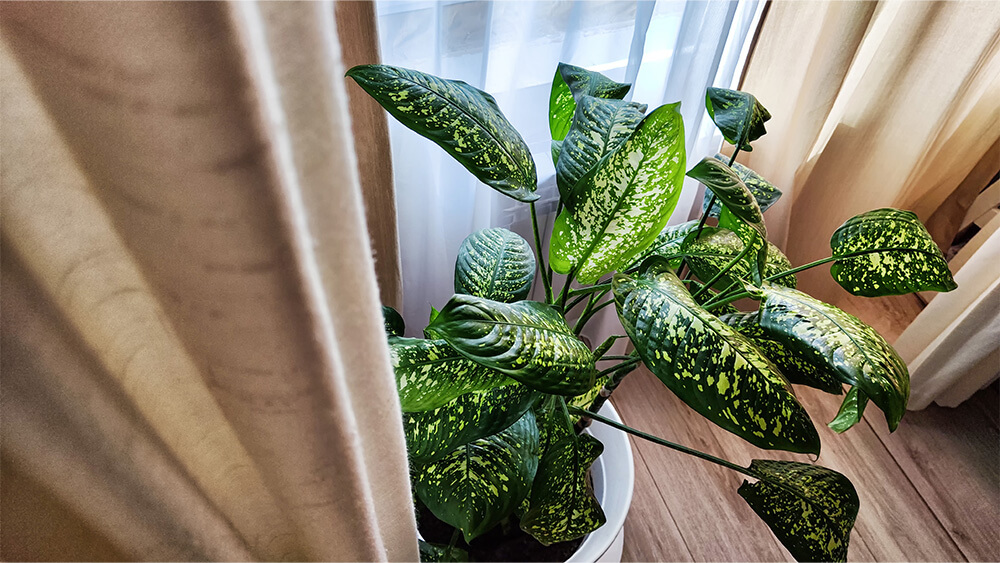 Potting and Repotting Dieffenbachia