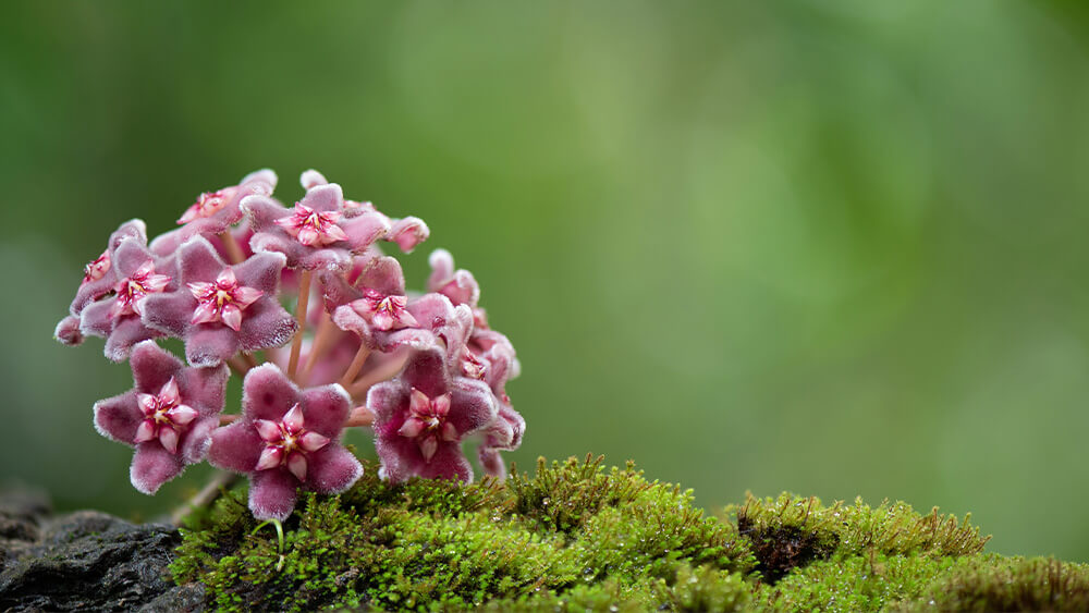 Hoya Plant Blooming and Resting Periods