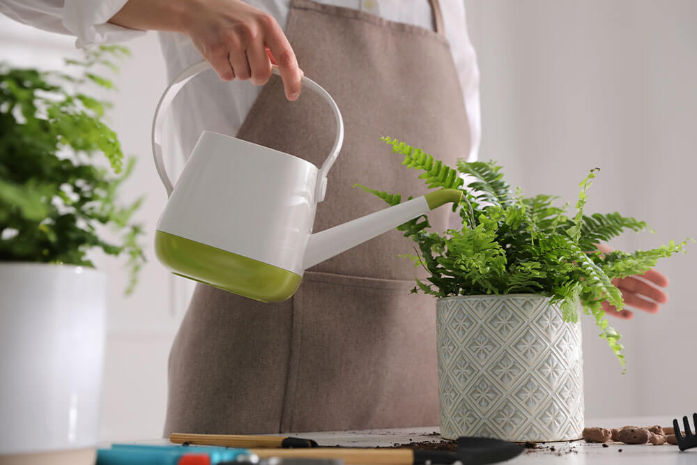 Watering Boston Fern