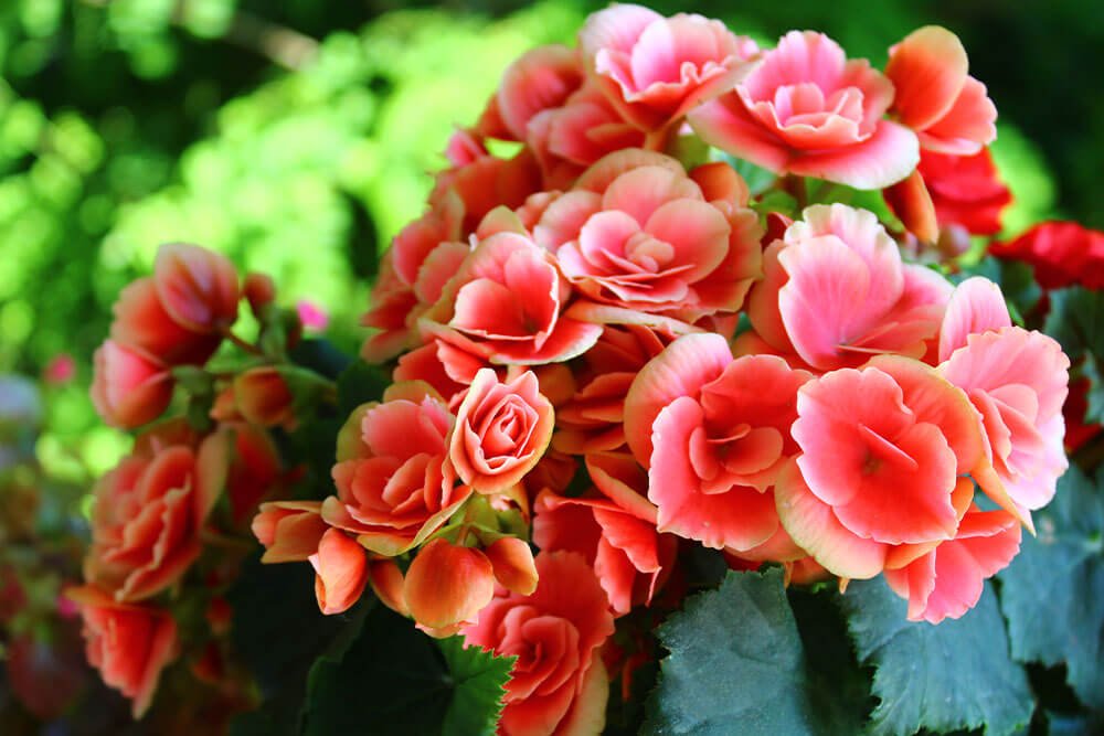 Begonia Care