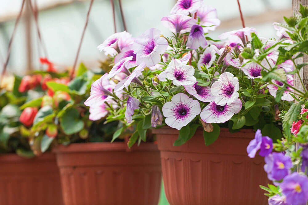 Types of Begonia