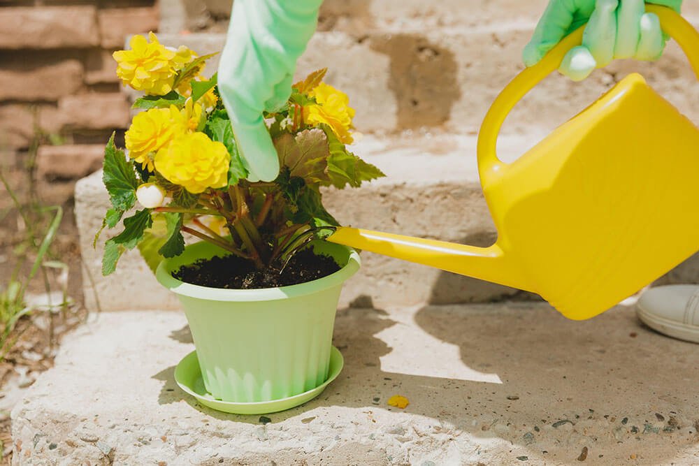 Watering Begonias