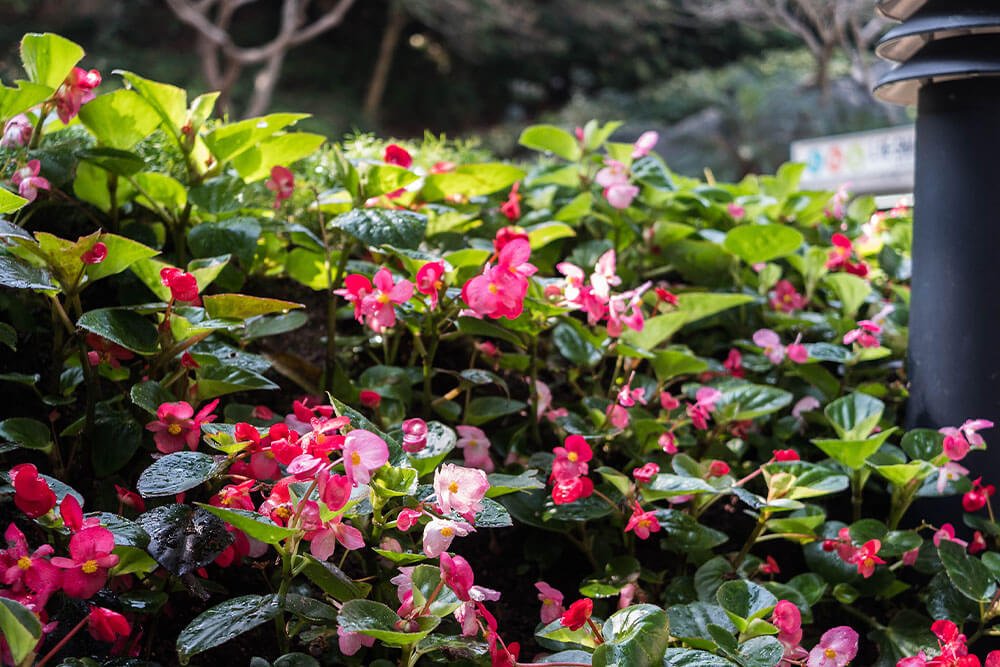 Begonia Blooming Periods