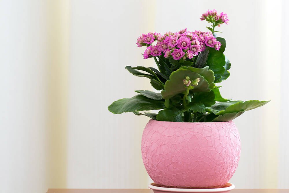 Kalanchoe Care