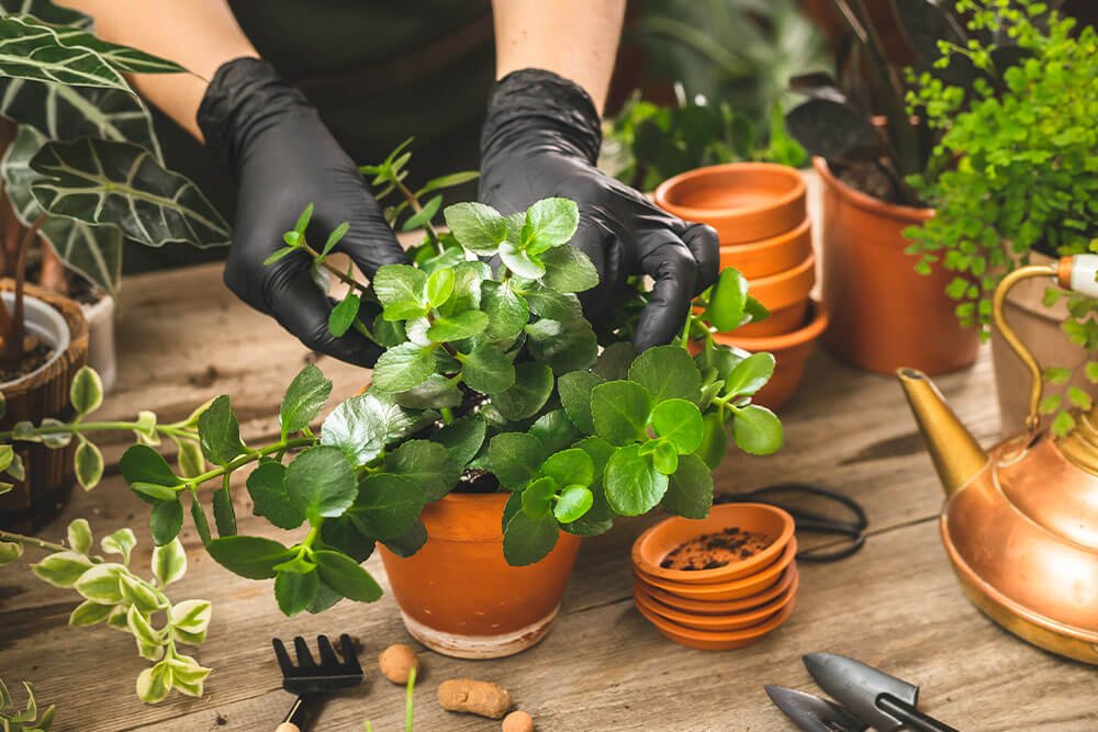 Kalanchoe Pruning and Maintenance