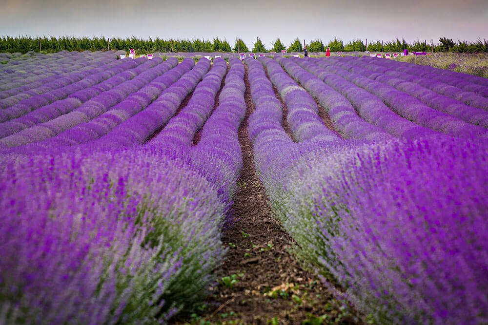 Lavender care basics