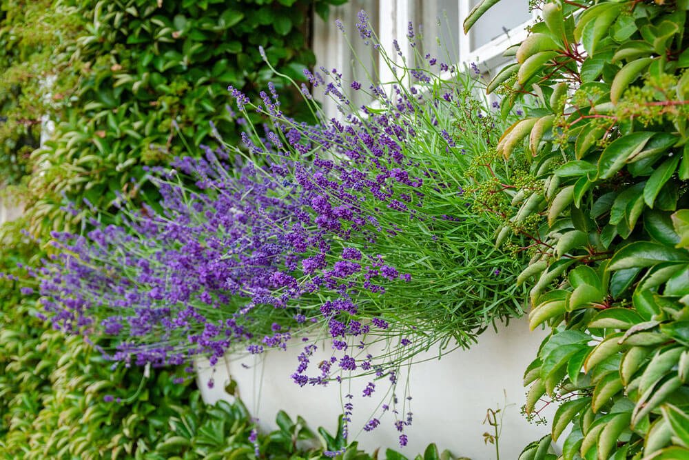 Watering Techniques