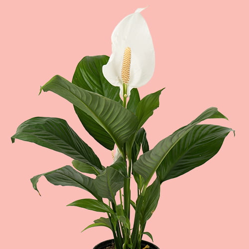 Peace lily care guide