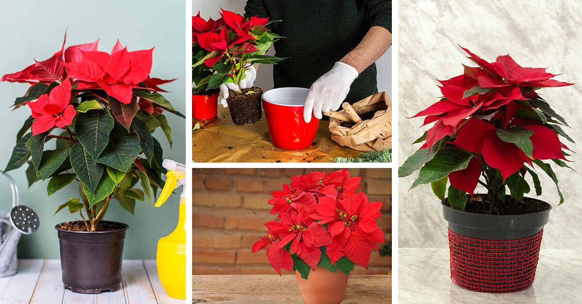 Featured image for “Poinsettia Care – How to Plant, Grow and Help Them Thrive”