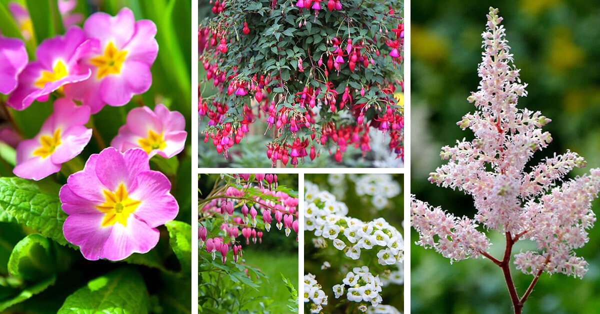 Featured image for “13 Colorful Shade Flowers for Pots that Brighten Your Yard”