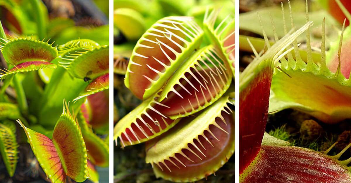 Featured image for “Venus Flytrap Care – How to Plant, Grow and Help Them Thrive”