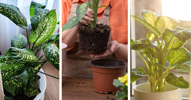 Featured image for Dieffenbachia Care – How to Plant, Grow and Help Them Thrive