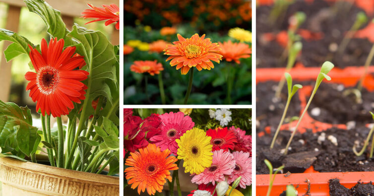 Featured image for Gerbera Daisy Care – How to Plant, Grow and Help Them Thrive