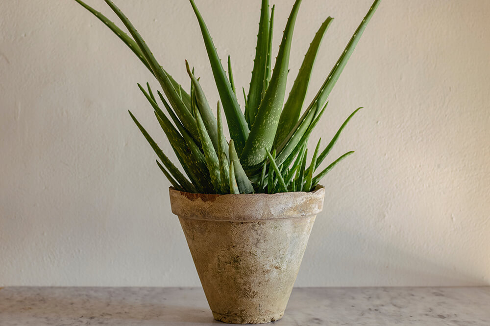 Aloe Vera Plant Care