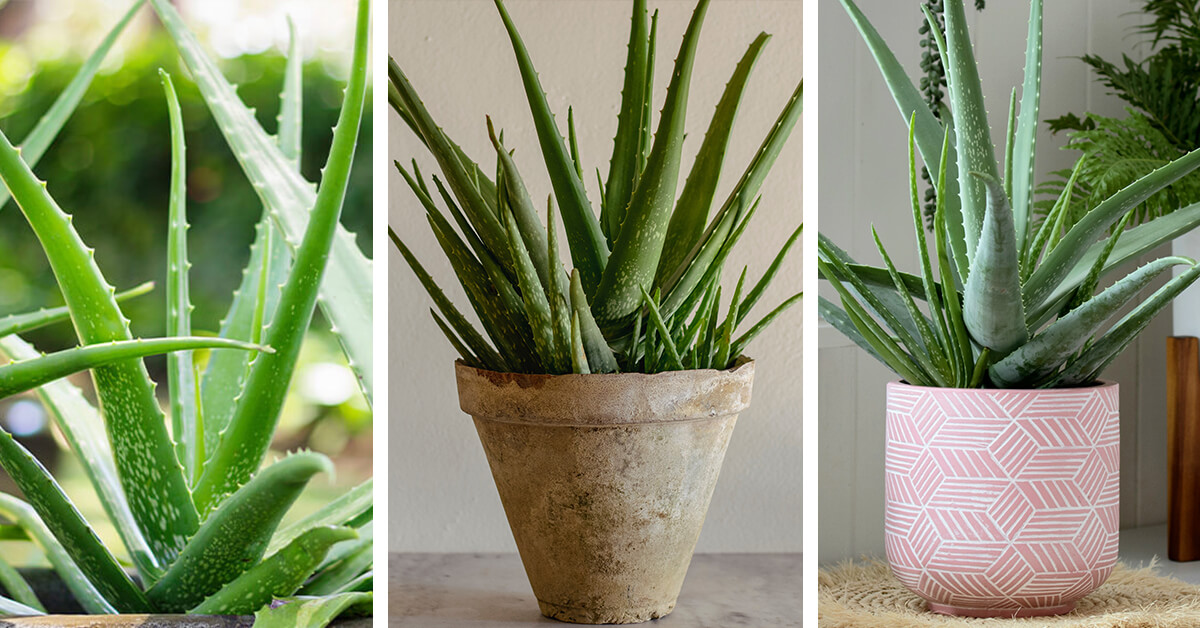 Featured image for “Aloe Vera Plant Care – How to Plant, Grow and Help Them Thrive”