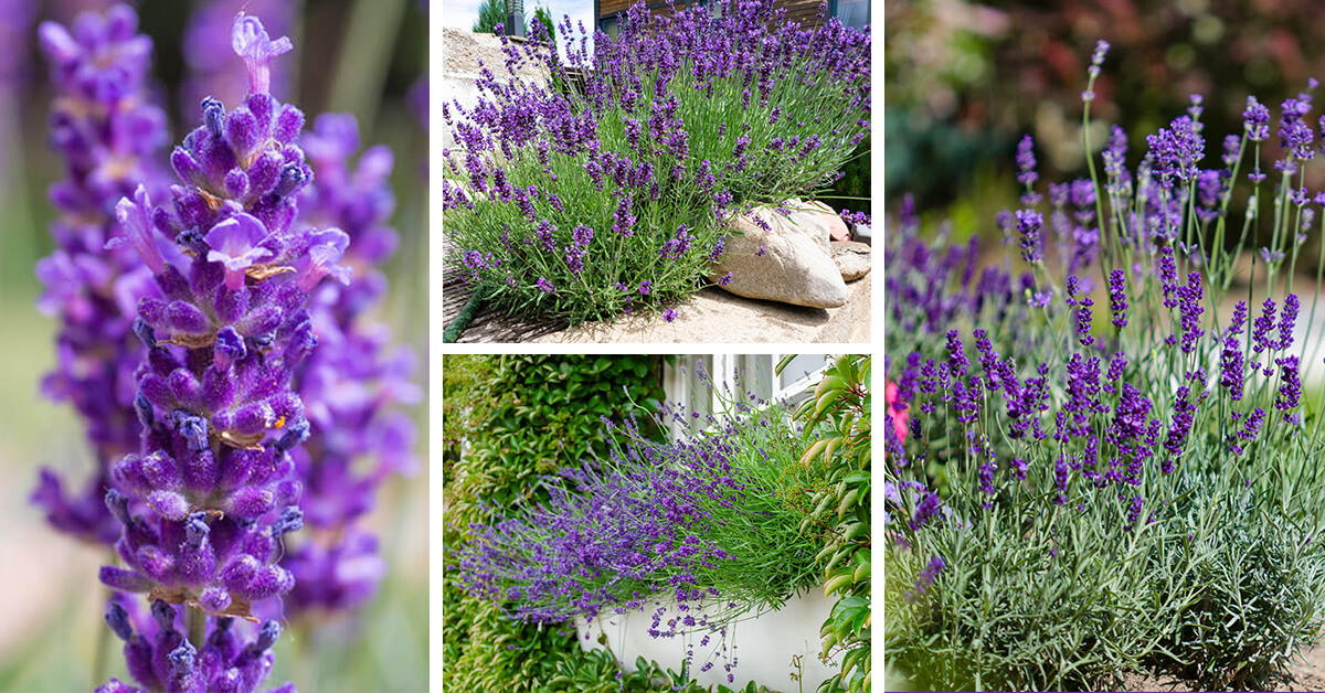 Featured image for “Lavender Care – How to Plant, Grow and Help Them Thrive”