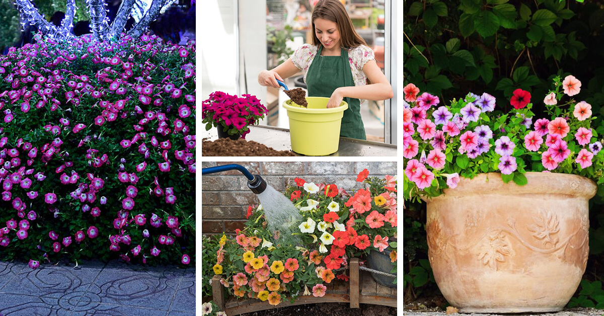 Featured image for “Petunia Care – How to Plant, Grow and Help Them Thrive”